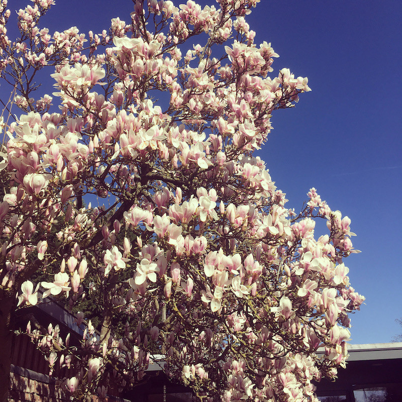 Magnolia Tree Norfolk Mead Walled Garden